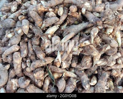 Colocasia esculenta est une plante tropicale cultivée principalement pour ses cormes comestibles, un légume de racine le plus communément connu sous le nom de taro, kalo, dasheen, madhumbe, Banque D'Images