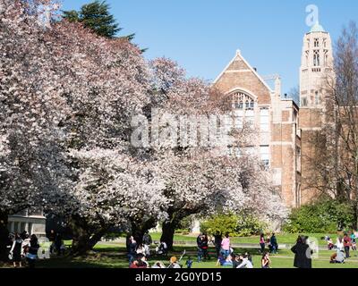 Seattle, États-Unis - 20 mars 2018 : les gens qui apprécient les cerisiers en fleurs sur le campus de l'Université de Washington Banque D'Images