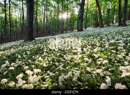 Geen forest à l'ail sauvage au coucher du soleil, la Slovaquie Banque D'Images