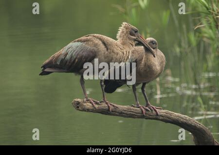 Paire d'Hadeda debout sur un arbre mort. Banque D'Images