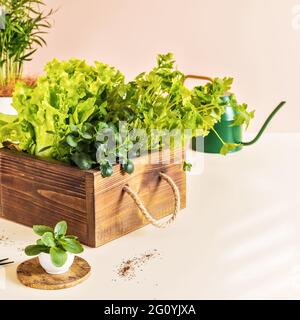 Séchage à l'aide d'une machine à déshydratante électrique pour sécher les  aliments et les herbes à la maison. Séchage des feuilles de basilic à la  maison en machine Photo Stock - Alamy