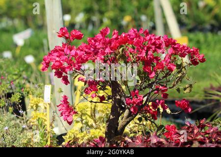 Bougainvilliers bonsaï violet dans un jardin. Banque D'Images