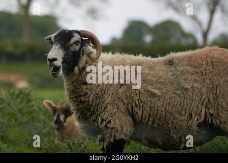 Photographie de moutons paissant dans un pré en été Banque D'Images