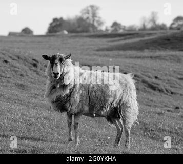 Photographie de moutons paissant dans un pré en été Banque D'Images