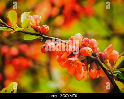 Coce à fleurs rouges. Une branche du coing japonais avec de belles fleurs rouges. Fleurs de coing rouges sur un Bush Banque D'Images