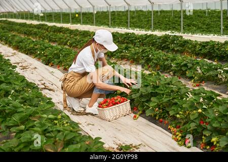 Jeune femme en squatting cueillant des fraises mûres en serre. Jardinière féminine portant un masque facial, une casquette blanche et un tablier beige. Concept de personnes, de récolte et de pandémie. Banque D'Images