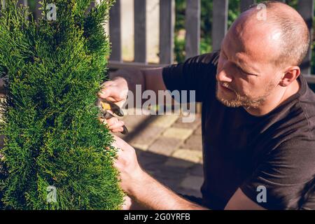 Portrait de style de vie d'un jeune homme bald adulte, qui coupe des branches de thuja avec un sécateur Banque D'Images