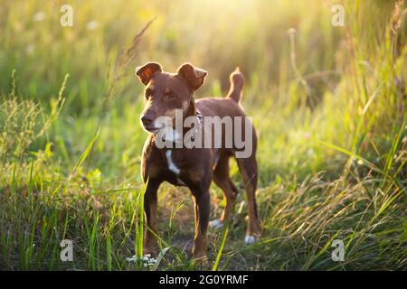 Un petit chien terrier brun marche avec un collier dans l'herbe et dans la lumière du soleil d'été. Chien dans la nature, Jack Russell terrier portrait Banque D'Images