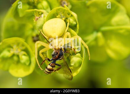 Araignée de crabe des fleurs (Misumena vatia) après avoir attrapé une proie, une abeille nomade solitaire, sur l'épi de bois, Royaume-Uni. Araignée jaune camouflées sur la fleur. Banque D'Images