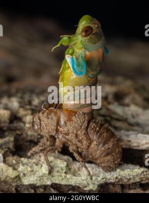 Nature faune macro image de Cicada Mouting sur arbre Banque D'Images