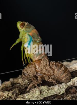 Nature faune macro image de Cicada Mouting sur arbre Banque D'Images