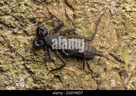 Nature faune macro image de scorpion whip sur le sol Banque D'Images