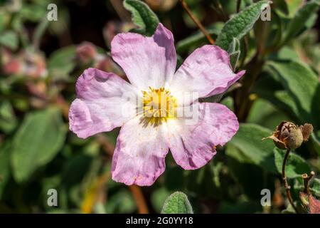 Cistus x lenis 'Grayswood Pink' plante arbustive compacte à fleurs d'été avec une fleur d'été blanche rose communément appelée rocheuse, stock photo im Banque D'Images