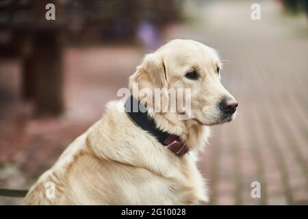 Golden Labrador Retriever avec un col assis dans la rue. Banque D'Images