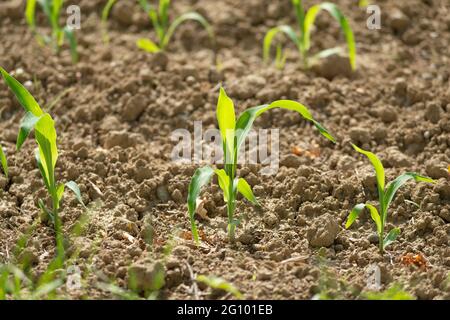 Italie, Lombardie, campagne près de Cremona, jeunes plants de maïs rangs en champ cultivé Banque D'Images