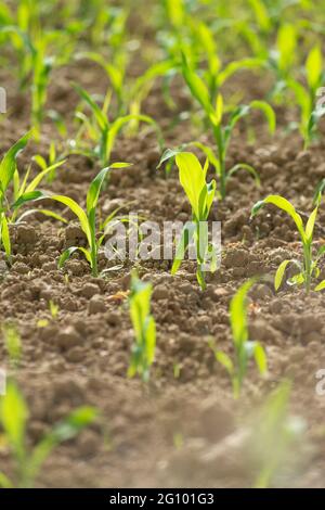 Italie, Lombardie, campagne près de Cremona, jeunes plants de maïs rangs en champ cultivé Banque D'Images