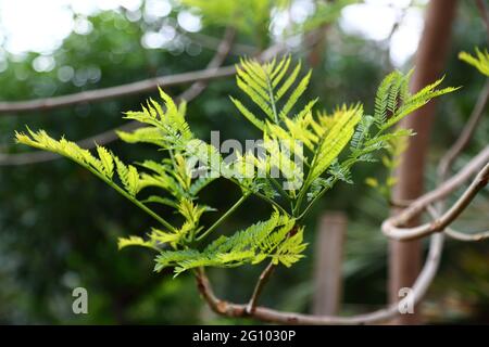 Gros plan d'un arbre de Fern Jacaranda mimosifolia Banque D'Images