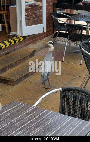 Un héron sauvage entièrement cultivé dans un restaurant de poissons et de jetons qui sert un morceau de poisson à Wroxham Norfolk Banque D'Images