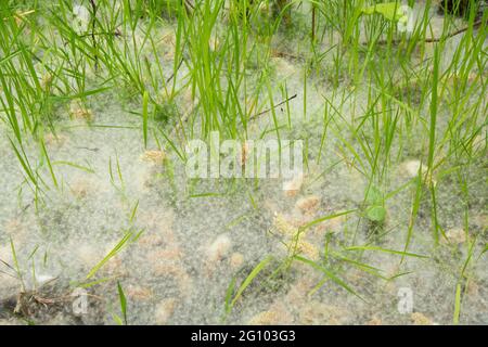 chatons de saule dans un tapis de graines et d'herbe sur le sol, Salix sp, sous des saules, juin, UK, Banque D'Images