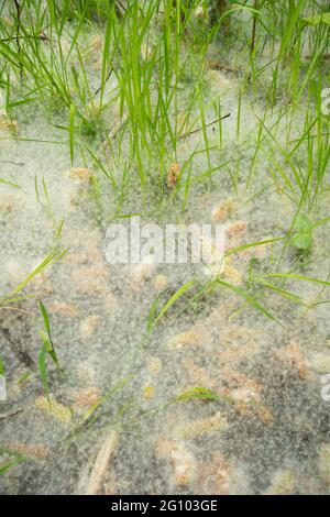 chatons de saule dans un tapis de graines et d'herbe sur le sol, Salix sp, sous des saules, juin, UK, Banque D'Images