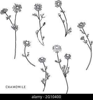 Fleurs de Marguerite, ensemble floral vectoriel de plantes sauvages à dessin d'encre, éléments noirs monochromes dessinés par des lignes. Illustration vectorielle Illustration de Vecteur