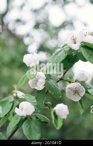 Fleurs de coing blanc parmi les feuilles vertes Banque D'Images