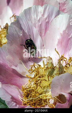 Couleur du saumon pivoine Paeonia lactiflora Gedenken Pink Petals Fermer Fleur pivoine Gedenken Paeonia Bloom belle floraison insecte Green Beetle In Banque D'Images