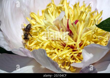 Pivoine blanche 'Requiem' Honey Bee dans un bol de gros plan de fleur Banque D'Images