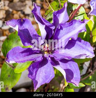 Clematis en pleine floraison numéro 3982 Banque D'Images