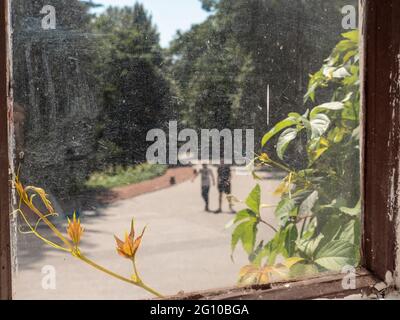 Vue à travers le verre rayé d'une fenêtre en bois usée avec une vieille peinture rouge sur une branche de vigne rampée et un chemin flou dans le parc avec des gens. Banque D'Images