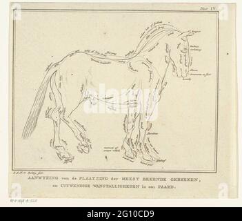 Anatomie du cheval avec des défauts possibles en physique; utilisation de la section saké des défauts les plus célèbres et des disparitions externes dans un cheval. Banque D'Images