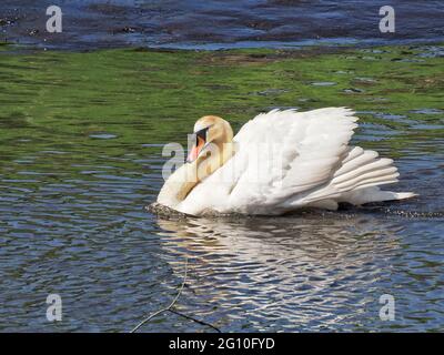 Cygne d'érable dominant Banque D'Images