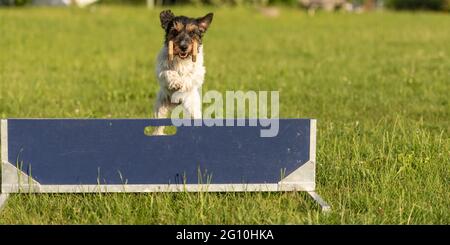 Petit Jack Russell Terrier chien saute vite sur un obstacle. Chien est tenant une haltère dans les prises Banque D'Images