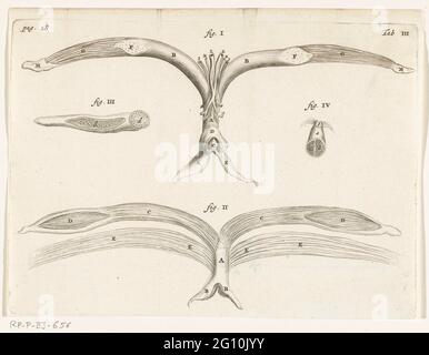 Illustration anatomique des organes génitaux féminins. En 1672, le médecin et l'anatomiste Reinier de Graaf publia son organis de mulierum sur les organes reproducteurs féminins, avec des reproductions d'Hendrik Bary. De Graaf a été le premier à conclure qu’un fœtus était le produit non seulement de la semence d’un homme, mais aussi de l’œuf d’une femme. Il découvrit ce qu'il appelait les cloques, qui plus tard devint connu sous le nom de follicules de Graafian. Banque D'Images