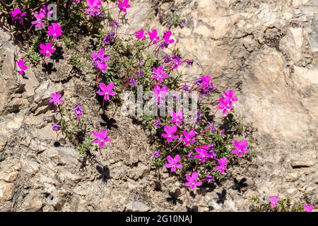 La Violeta de Cazorla ou Viola cazorlensis est une espèce endémique de la Sierra de Cazorla, Segura et Las Villas, d'une nature rupicole, il fleurit Banque D'Images