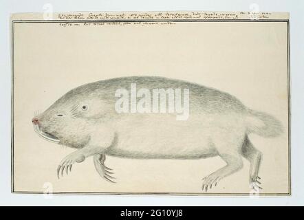 Bathyergus suillus (male-rat cape). Banque D'Images