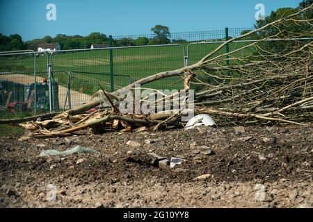 Aylesbury Vale, Buckinghamshire, Royaume-Uni. 1er juin 2021. HS2 a démoli une partie de Durham Farm à côté de Jones Hill Wood pour la construction de la très controversée liaison High Speed 2 Rail de Londres à Birmingham. Il ne reste plus que quelques souches d'arbres. Les agriculteurs ont été expulsés de leur ferme qui a été démolie par HS2. Crédit : Maureen McLean/Alay Banque D'Images