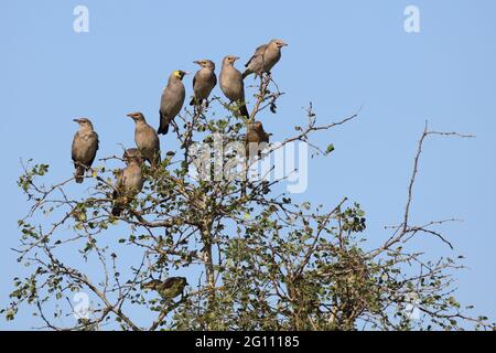 Lappenstar / Réorganisation / Creatophora cinerea starling Banque D'Images