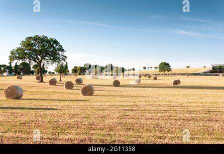 Vue panoramique d'un champ de blé avec balles de foin dans les Pouilles - paysage de printemps typique dans le sud de l'Italie (Pouilles) Banque D'Images