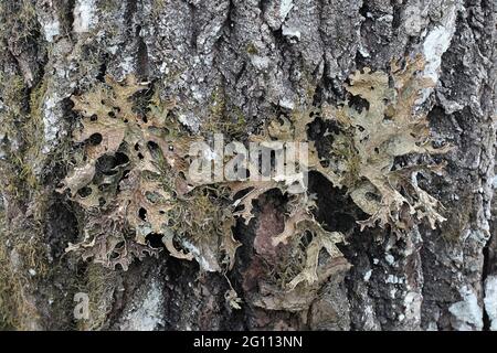 Lobaria pulmonaria, connue sous le nom d'arbre lungwort, lichen pulmonaire, mousse pulmonaire, lichen lungwort, poumons de chêne ou lungwort de chêne Banque D'Images