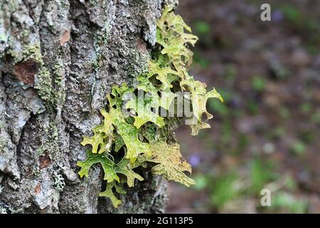 Lobaria pulmonaria, connue sous le nom d'arbre lungwort, lichen pulmonaire, mousse pulmonaire, lichen lungwort, poumons de chêne ou lungwort de chêne Banque D'Images