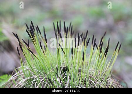 Carex nigra ssp. Juncella, connue sous le nom de carex commun, de carex noir ou de carex noir lisse Banque D'Images