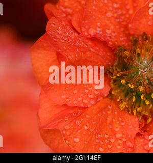 Belle fleur de Geum rouge vif (espèces de Rosaceae) recouverte de rosée Banque D'Images