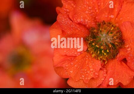 Belle fleur de Geum rouge vif (espèces de Rosaceae) recouverte de rosée Banque D'Images