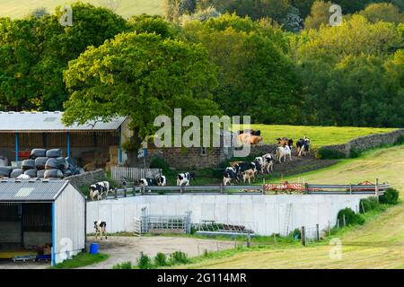 Terres agricoles, bâtiments agricoles et vaches marchant dans une ligne après la grange, retournant au pâturage après la traite de soir - Baildon, West Yorkshire, Angleterre, Royaume-Uni. Banque D'Images