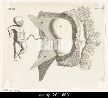 Un fœtus attaché par le placenta à l'utérus. En 1672, le médecin et l'anatomiste Reinier de Graaf publia son organis de mulierum sur les organes reproducteurs féminins, avec des reproductions d'Hendrik Bary. De Graaf a été le premier à conclure qu’un fœtus était le produit non seulement de la semence d’un homme, mais aussi de l’œuf d’une femme. Il découvrit ce qu'il appelait les cloques, qui plus tard devint connu sous le nom de follicules de Graafian. Banque D'Images