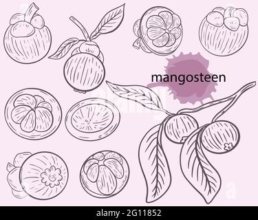 Vecteur de l'ensemble d'esquisses mangoustan. Fruits asiatiques, entiers et en moitiés, sur une branche. Collection de fruits exotiques tropicaux garcinia. Dessin à la main. Illustration de Vecteur