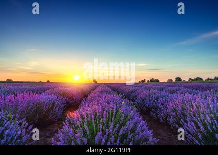 Fleur de lavande dans le champ vue panoramique Banque D'Images