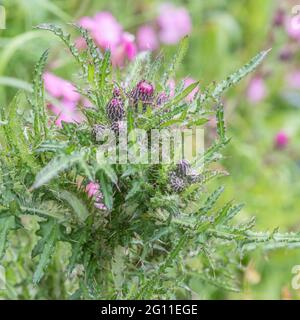 Boutons de fleurs de chardon de marais / Cirsium palustre - dont les tiges préparées sont comestibles lorsqu'elles sont cuites. Vu avec des fleurs de Campion rouge rose en b/sol. Banque D'Images