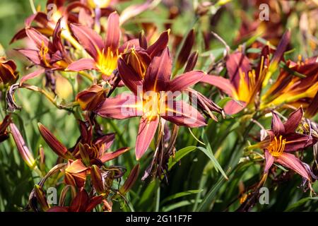 Hemerocallis Brunette brun foncé Daylilies fleurs plante Banque D'Images